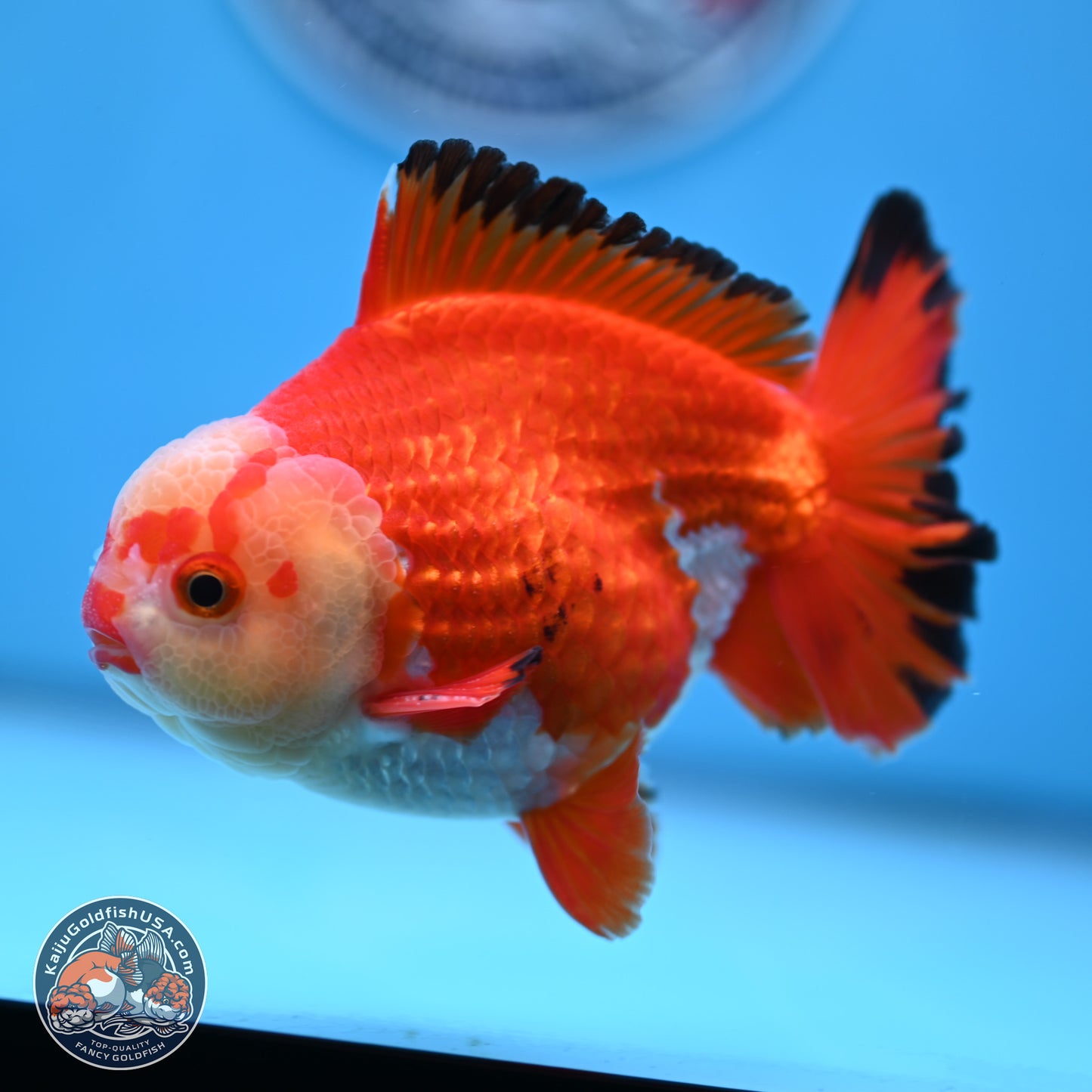 Tricolor YuanBao Oranda 4 inches Body - Male (250307_OR21)