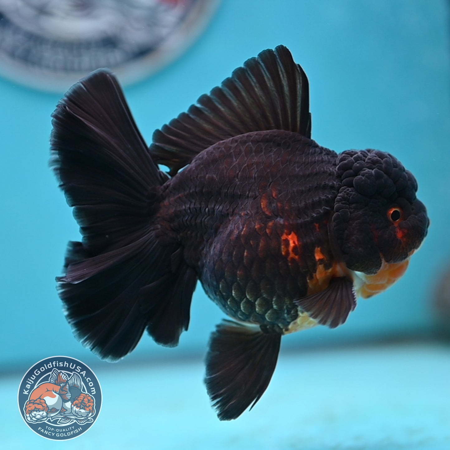 Black Rose Tail Oranda 3.75 inches Body (250502_OR21)