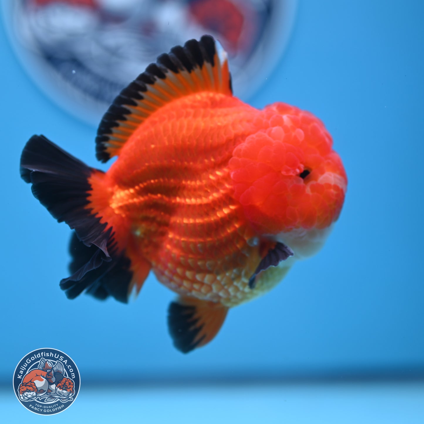 Apache YuanBao Oranda 3.5 inches Body - Male (241227_OR21) - Kaiju Goldfish USA