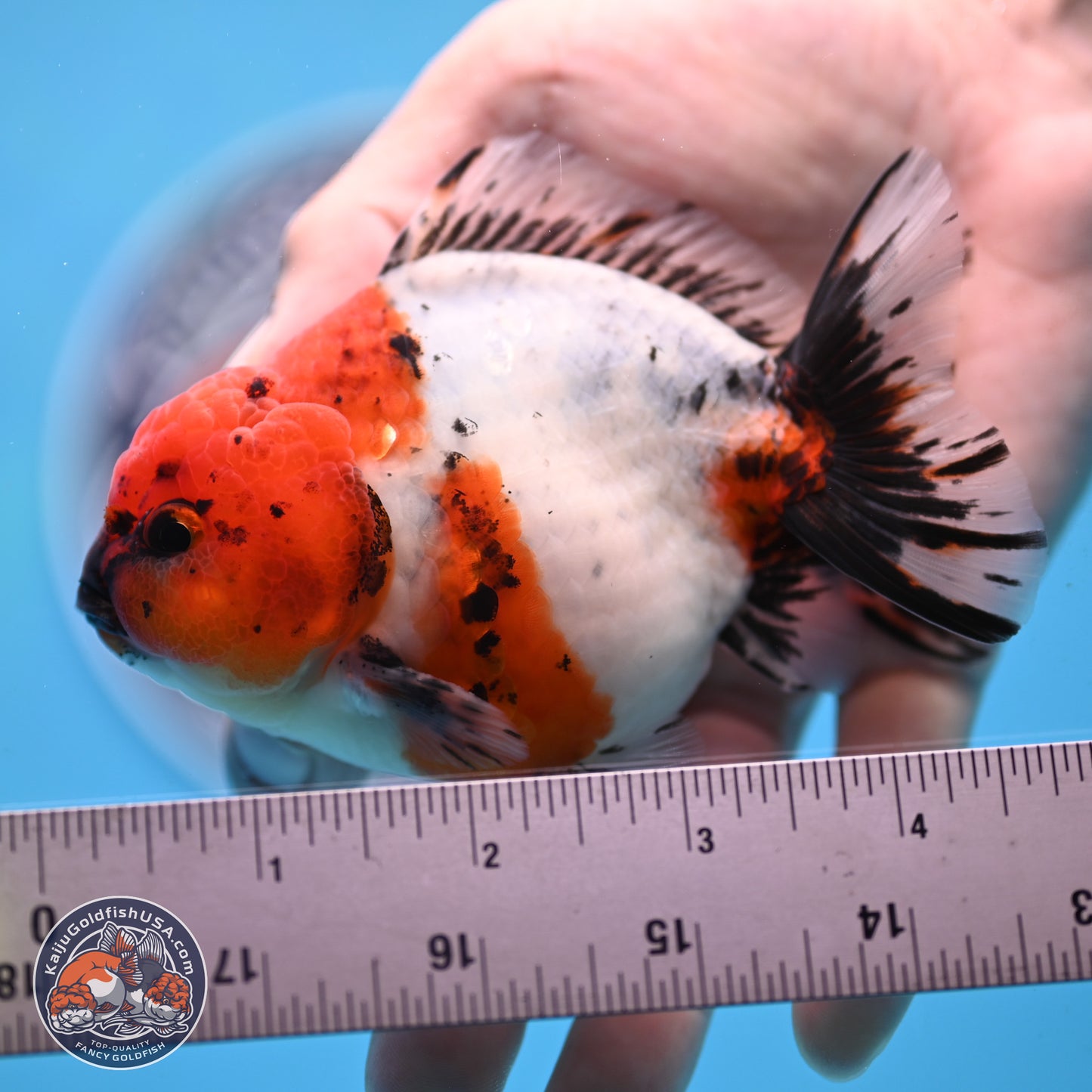 Shogun Calico Oranda 4 inches Body - Male (250207_OR21)