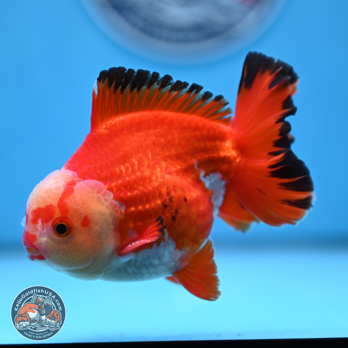 Tricolor YuanBao Oranda 4 inches Body - Male (250307_OR21)