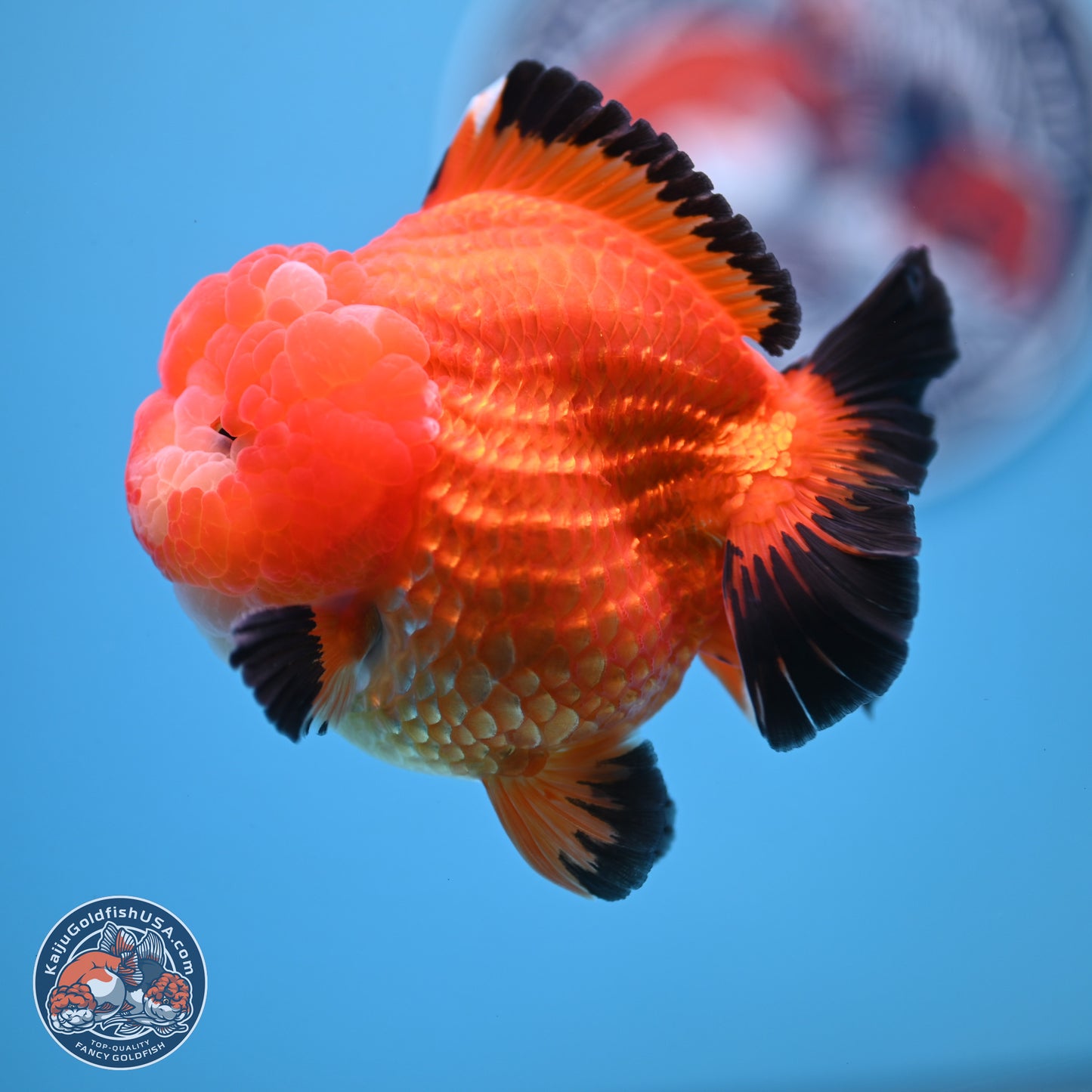 Apache YuanBao Oranda 3.5 inches Body - Male (241227_OR21) - Kaiju Goldfish USA