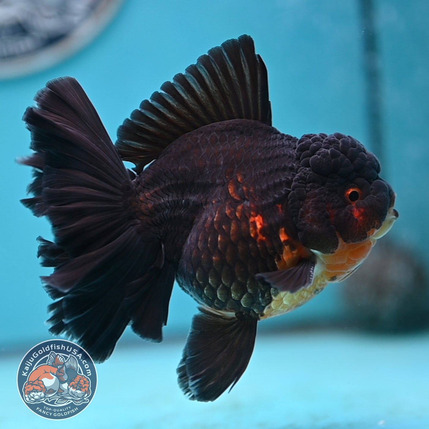 Black Rose Tail Oranda 3.75 inches Body (250502_OR21)