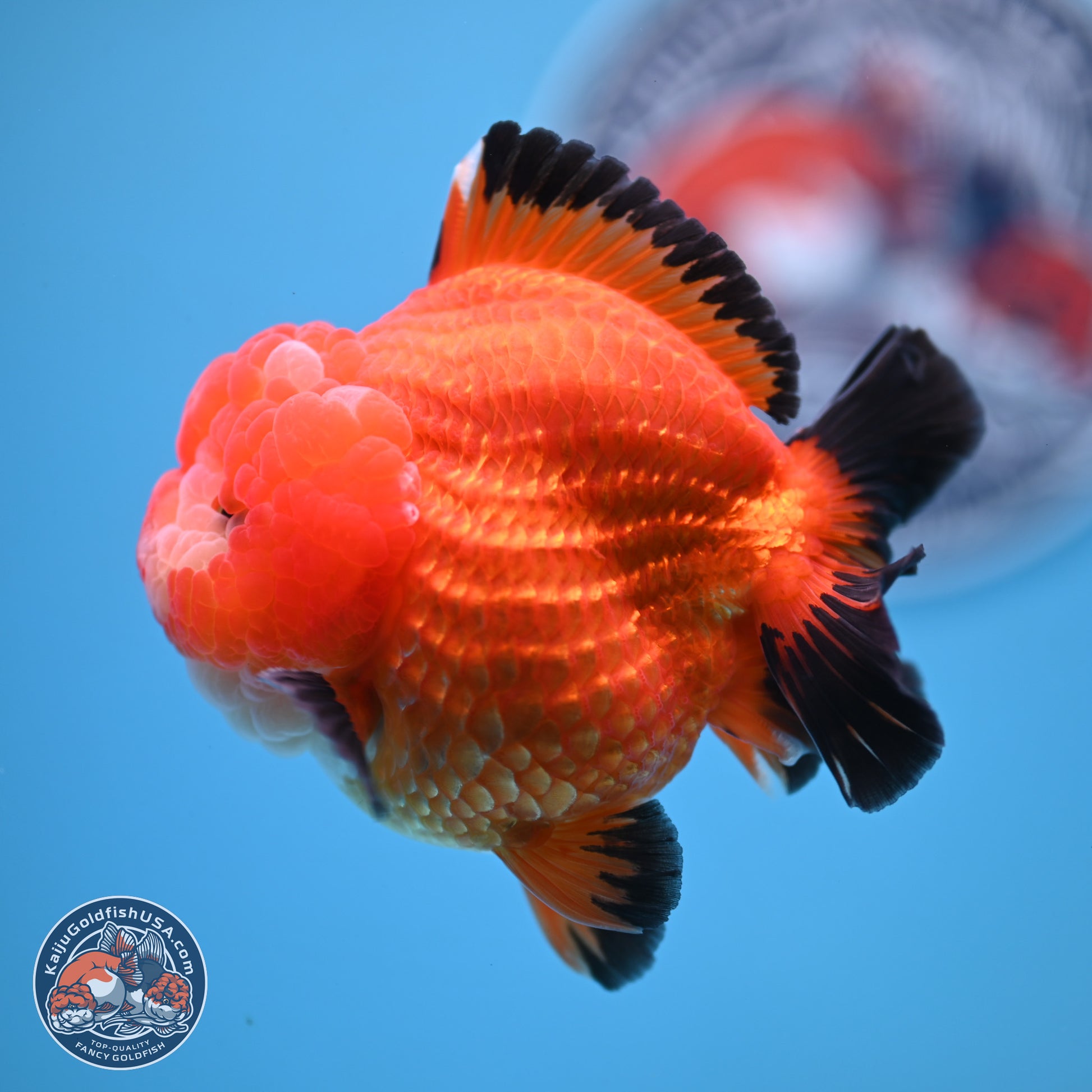 Apache YuanBao Oranda 3.5 inches Body - Male (241227_OR21) - Kaiju Goldfish USA