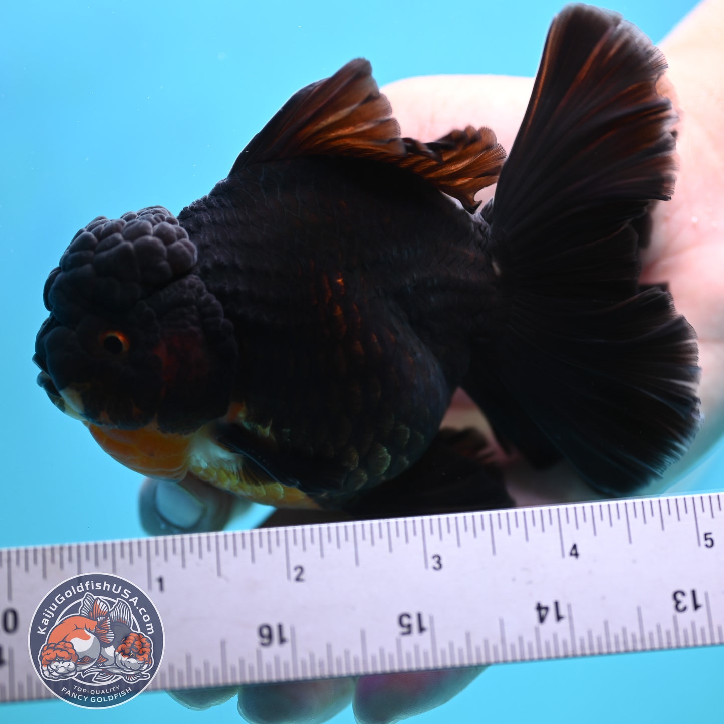 Black Rose Tail Oranda 3.75 inches Body (250502_OR21)