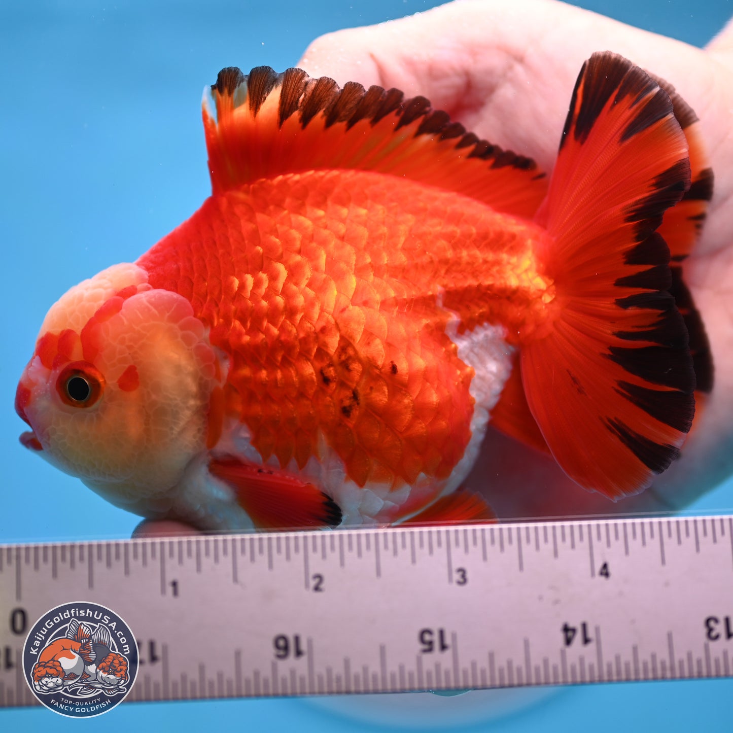 Tricolor YuanBao Oranda 4 inches Body - Male (250307_OR21)