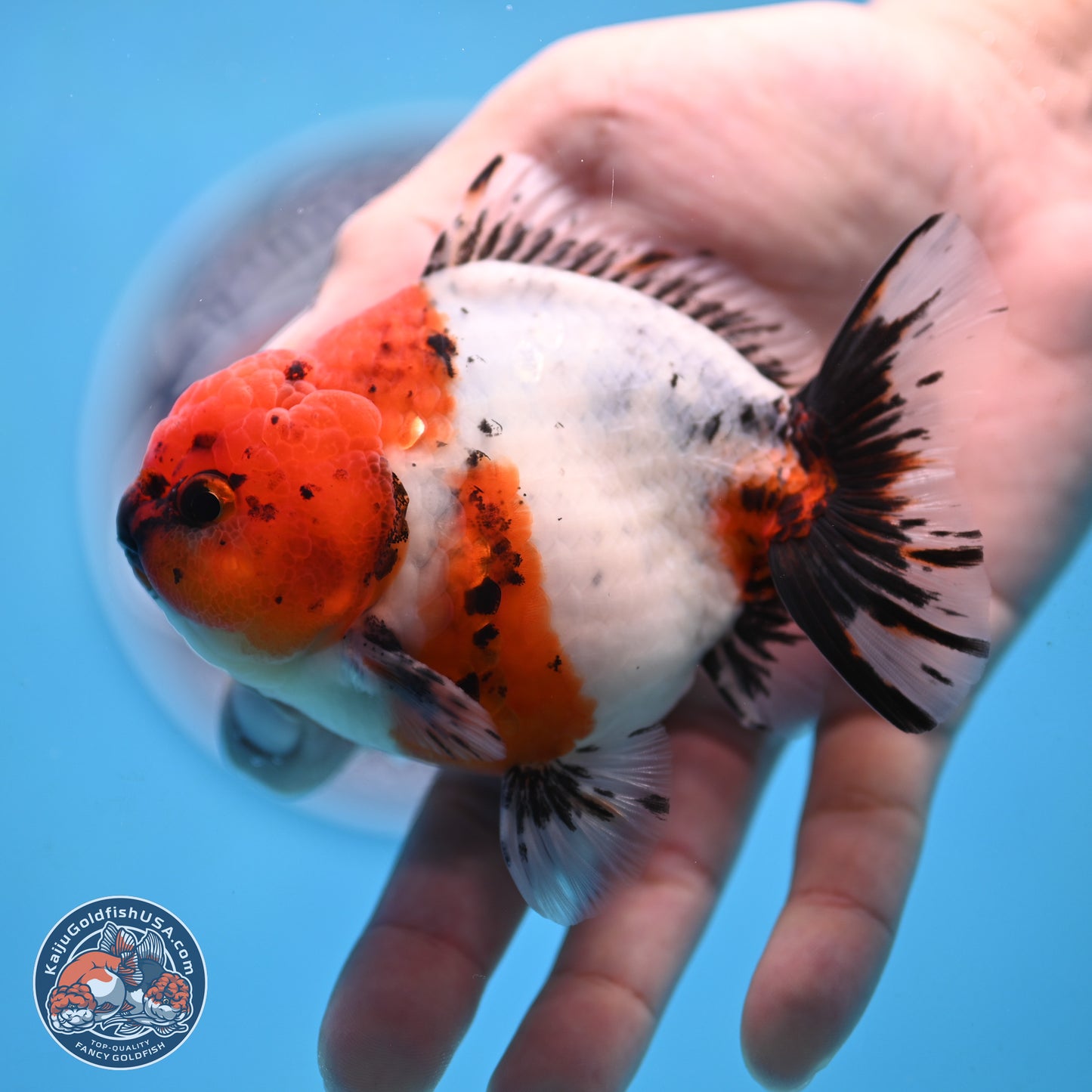 Shogun Calico Oranda 4 inches Body - Male (250207_OR21)