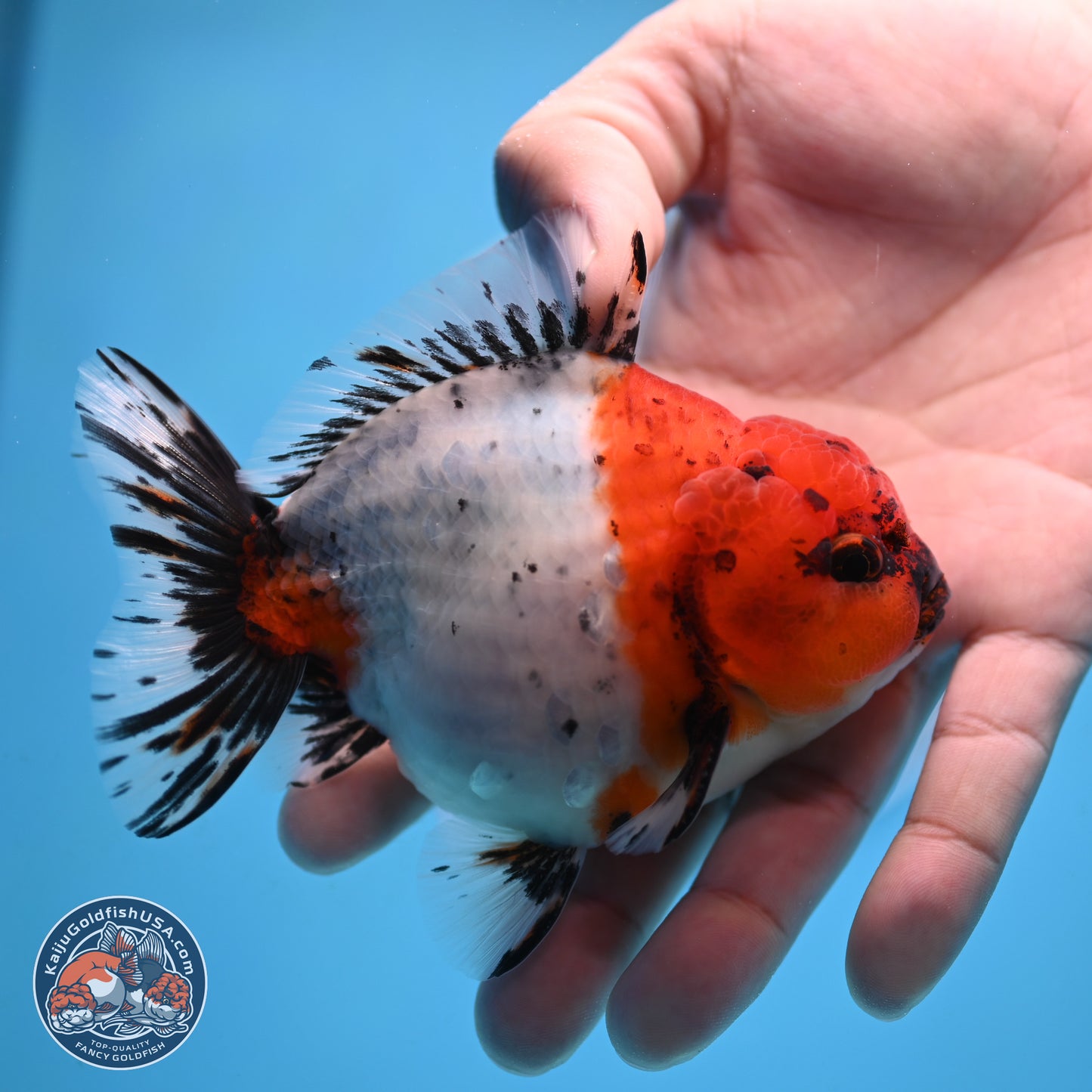 Shogun Calico Oranda 4 inches Body - Male (250207_OR21)