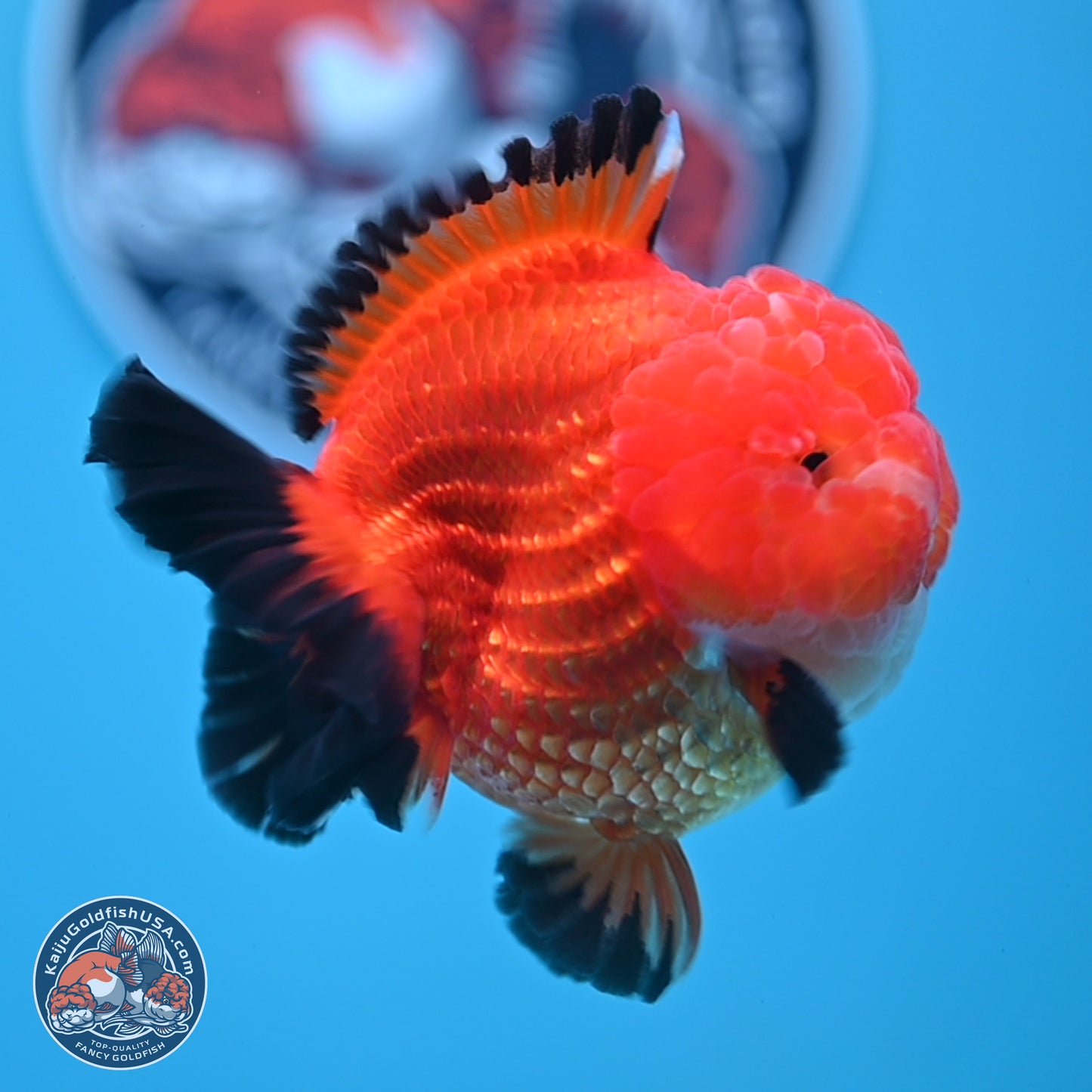 Apache YuanBao Oranda 3.5 inches Body - Male (241227_OR21) - Kaiju Goldfish USA