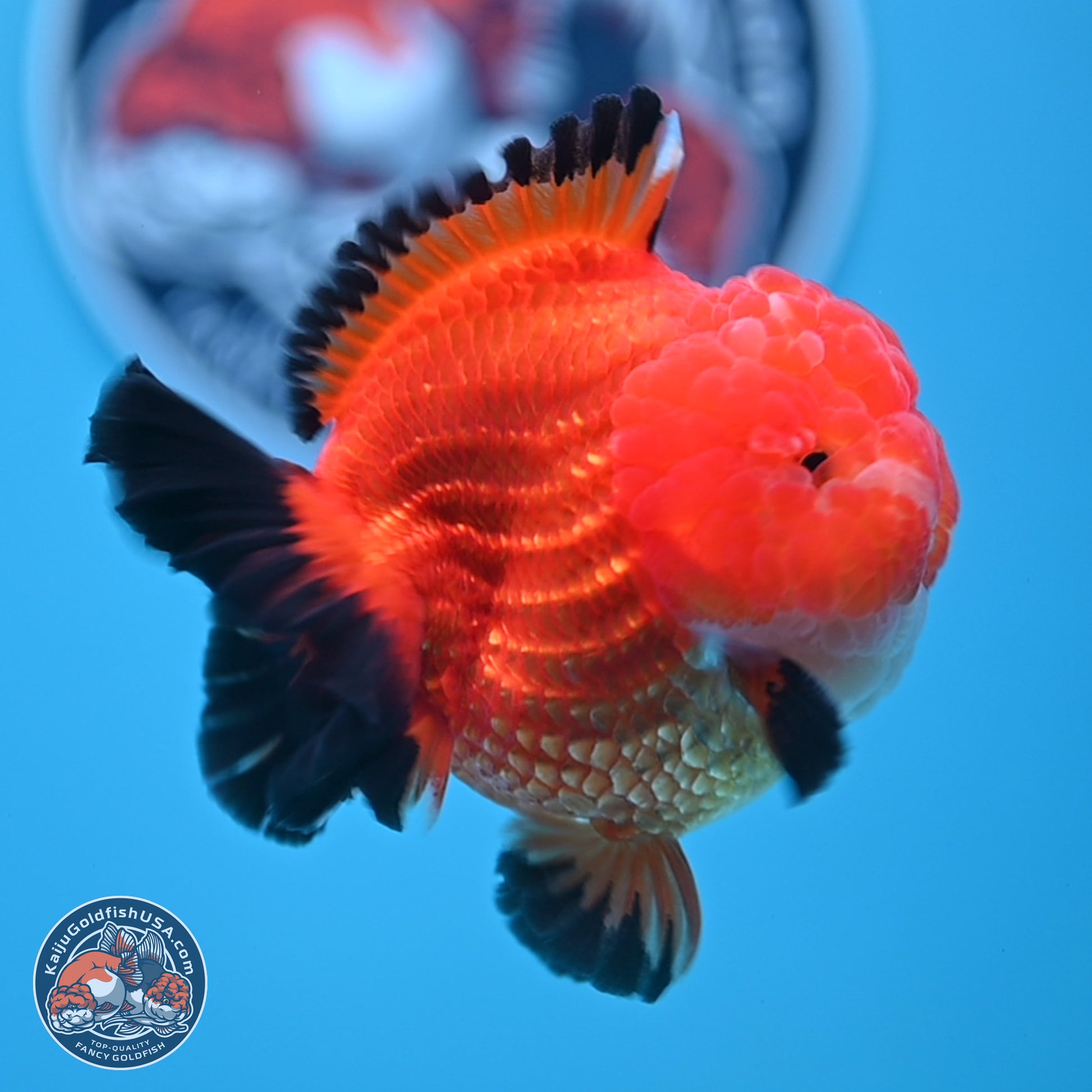 Apache YuanBao Oranda 3.5 inches Body - Male (241227_OR21) - Kaiju Goldfish USA