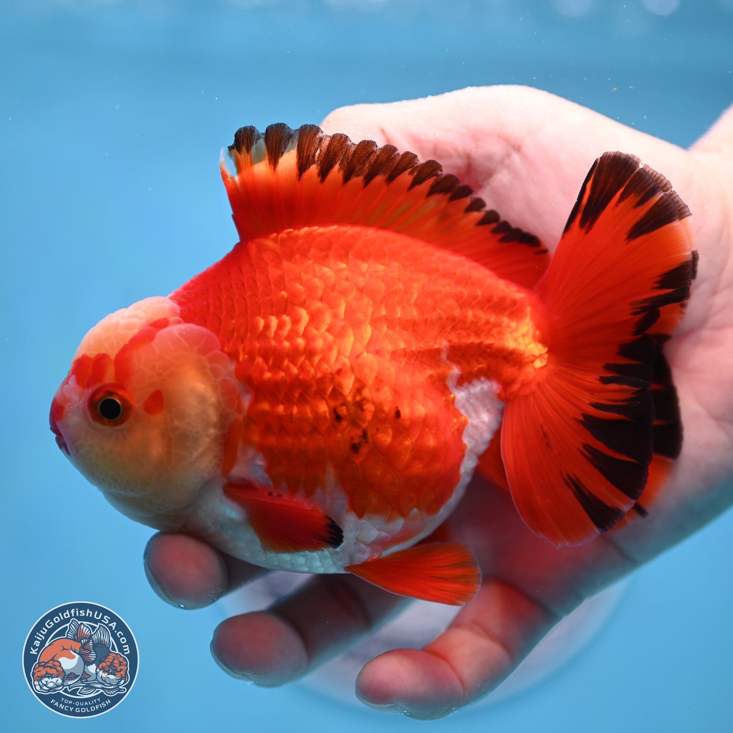 Tricolor YuanBao Oranda 4 inches Body - Male (250307_OR21)
