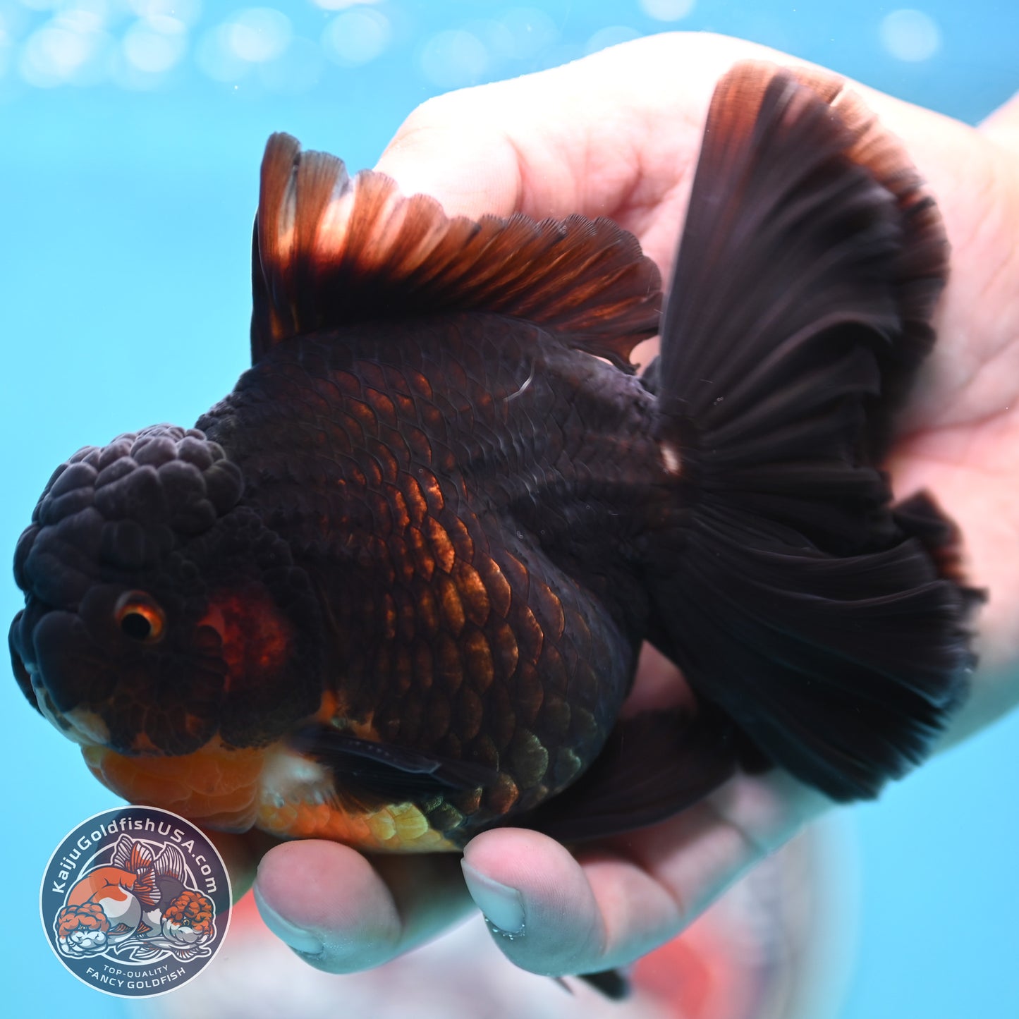 Black Rose Tail Oranda 3.75 inches Body (250502_OR21)