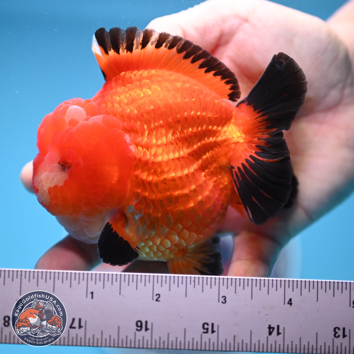 Apache YuanBao Oranda 3.5 inches Body - Male (241227_OR21) - Kaiju Goldfish USA