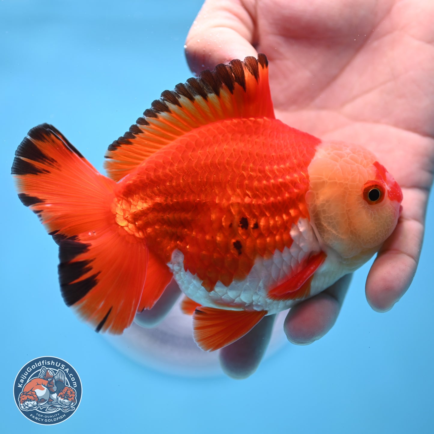 Tricolor YuanBao Oranda 4 inches Body - Male (250307_OR21)