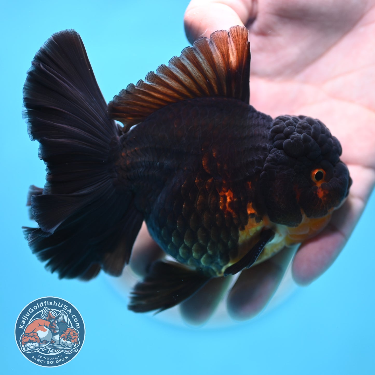 Black Rose Tail Oranda 3.75 inches Body (250502_OR21)