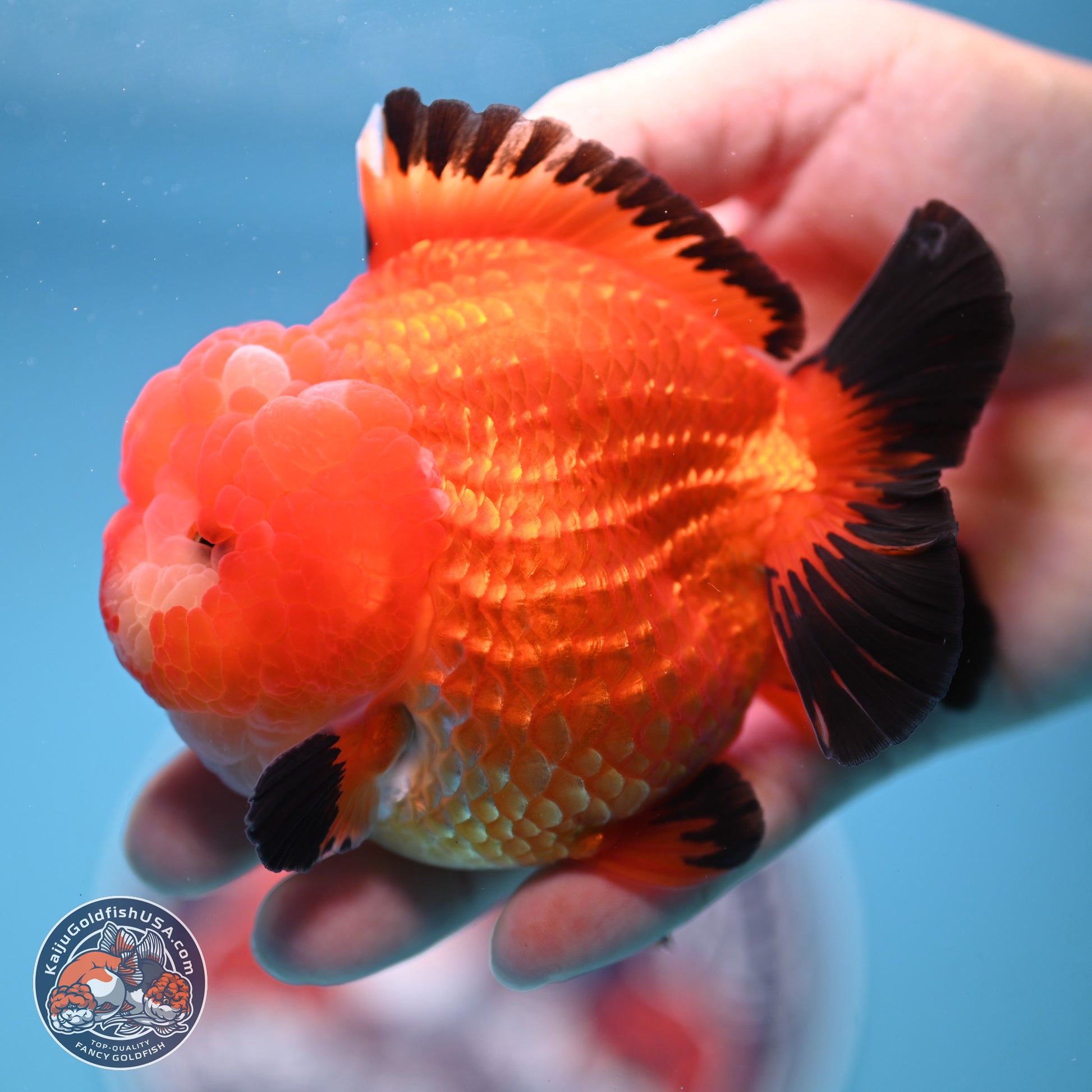 Apache YuanBao Oranda 3.5 inches Body - Male (241227_OR21) - Kaiju Goldfish USA