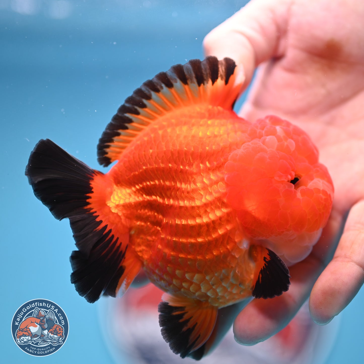 Apache YuanBao Oranda 3.5 inches Body - Male (241227_OR21) - Kaiju Goldfish USA