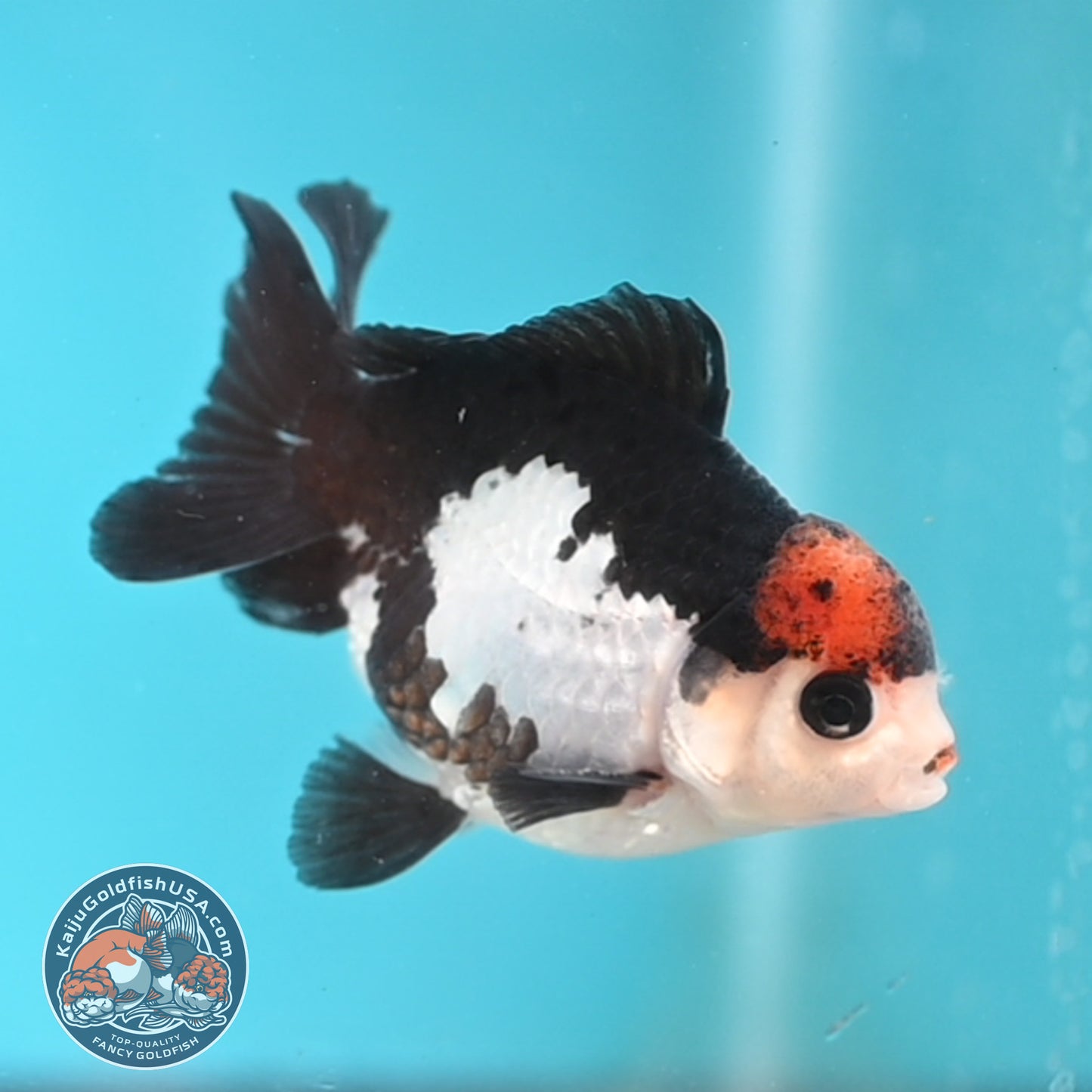 Tricolor Oranda 3 inches Body (250509_OR21)