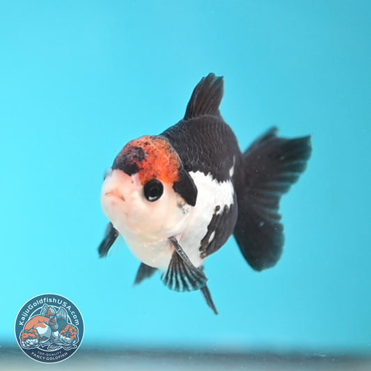 Tricolor Oranda 3 inches Body (250509_OR21)