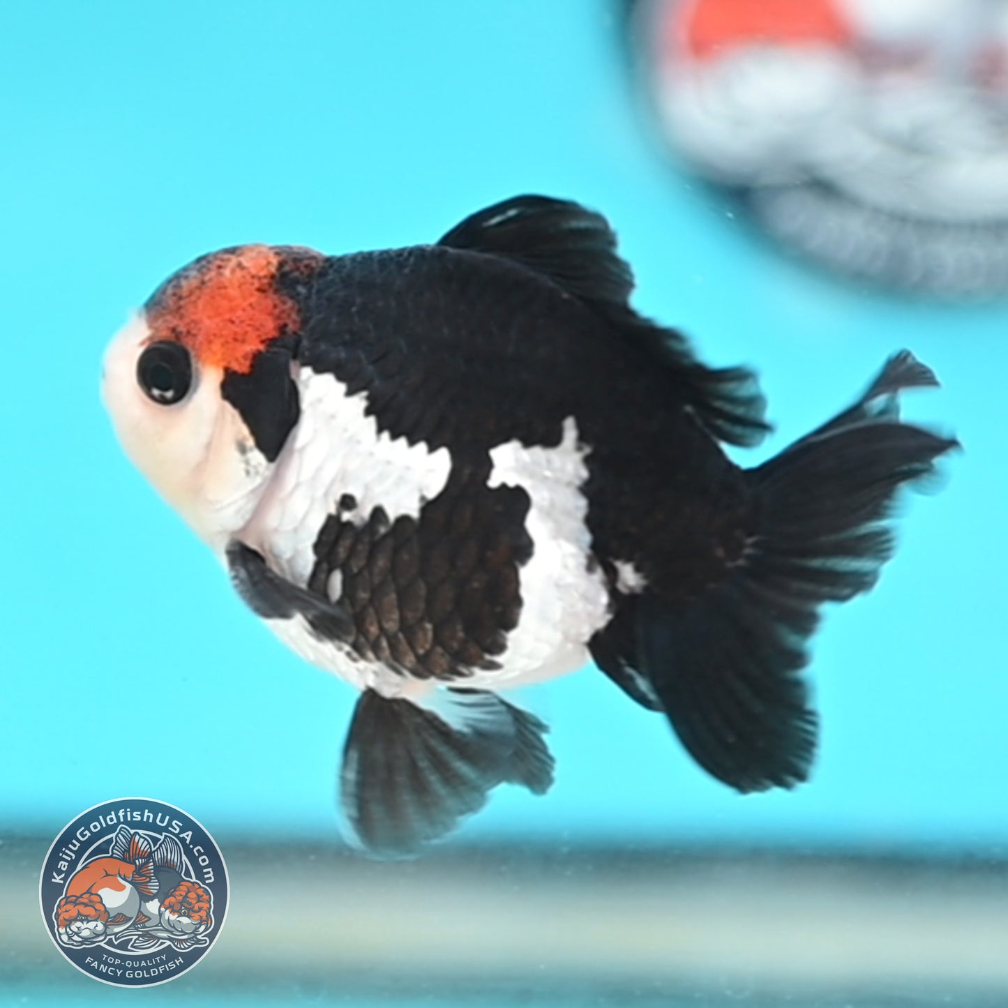 Tricolor Oranda 3 inches Body (250509_OR21)