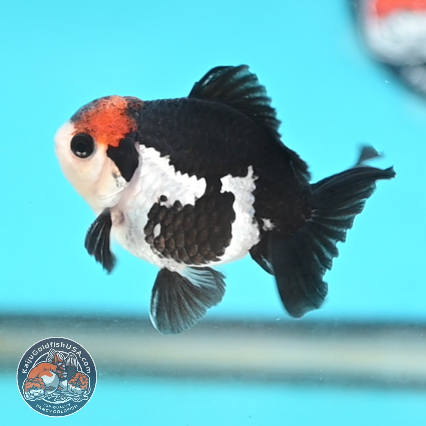 Tricolor Oranda 3 inches Body (250509_OR21)