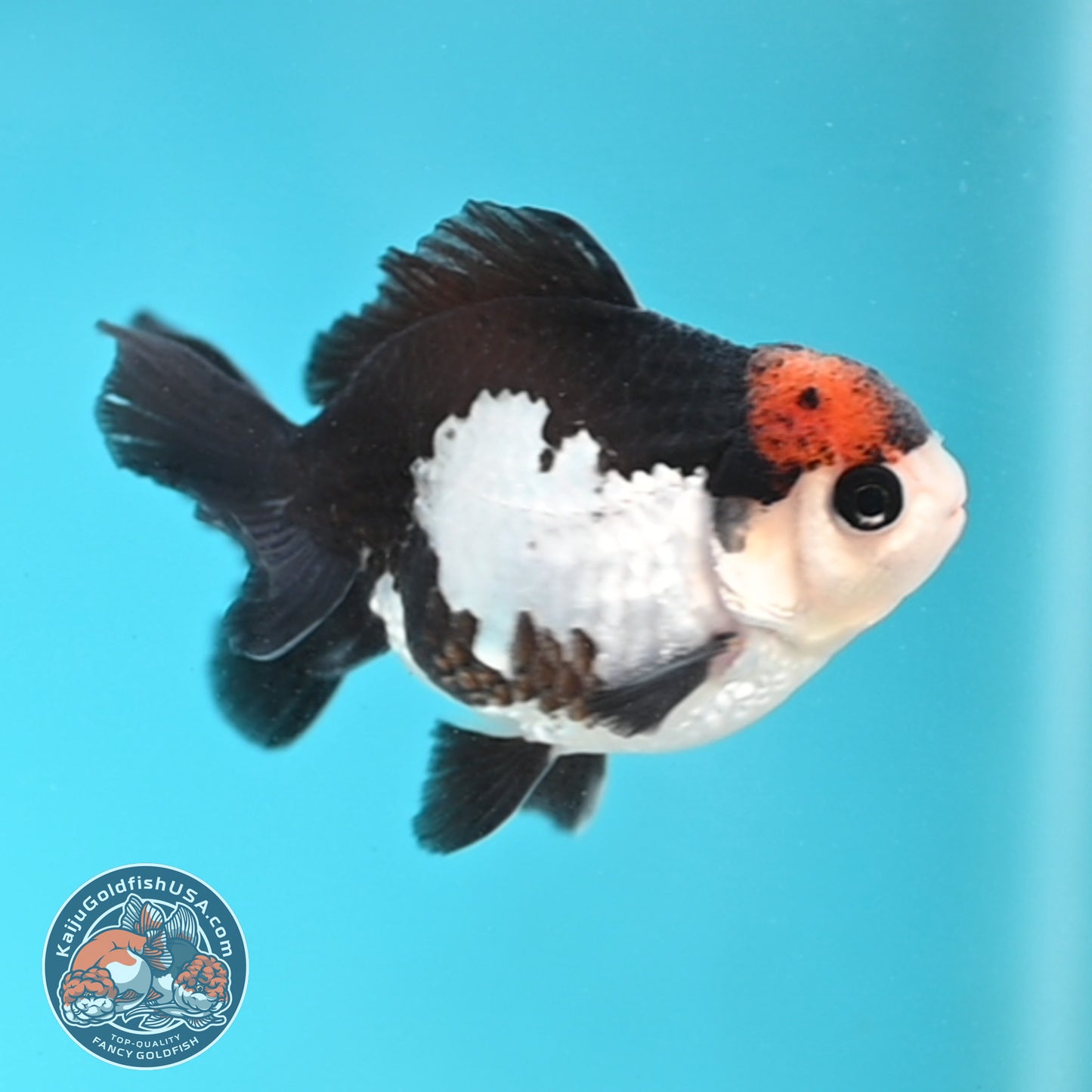 Tricolor Oranda 3 inches Body (250509_OR21)