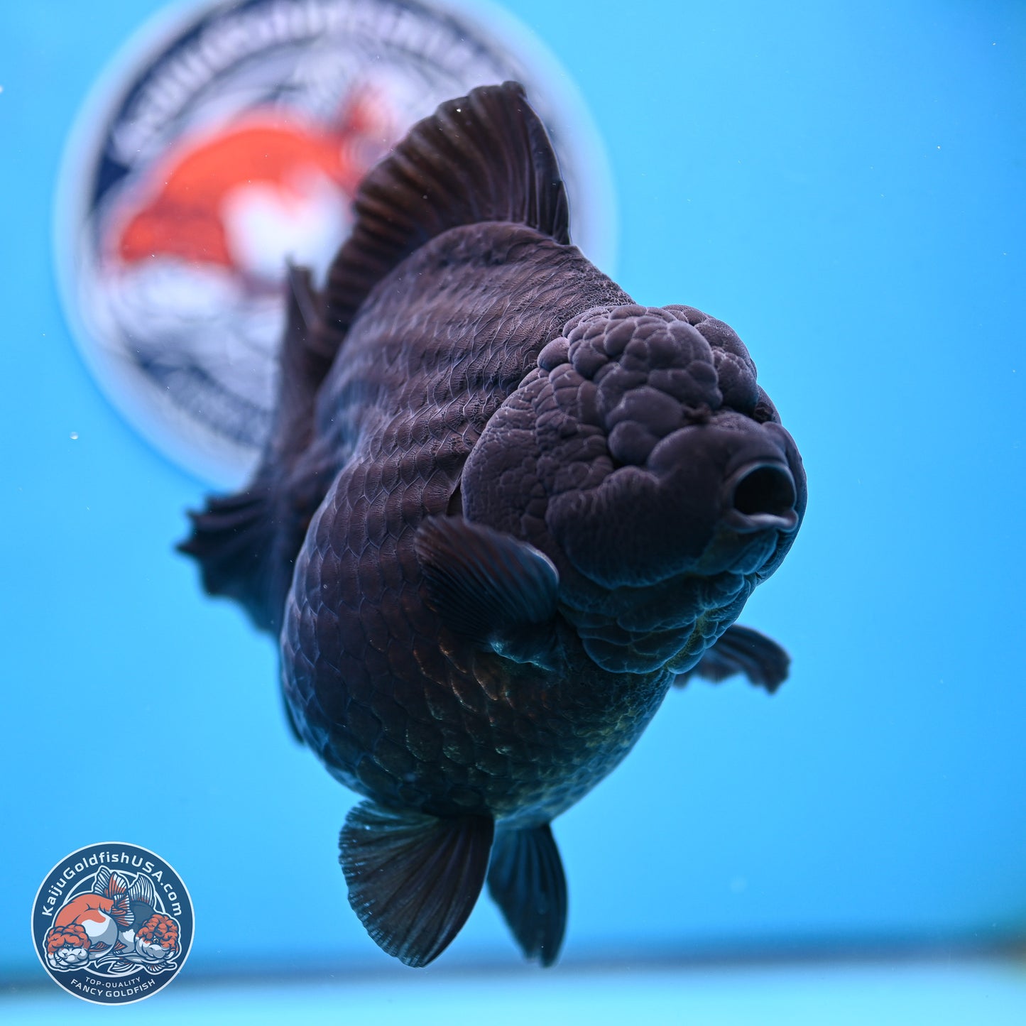 Jumbo Shogun Godzilla Jet Black Oranda 5 inches Body - Female (250207_OR22)