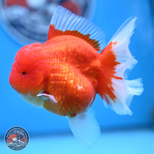 Gold Coin Oranda 3.5 inches Body - Female (250214_OR022)