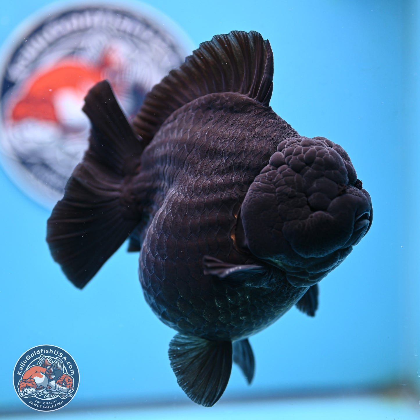 Jumbo Shogun Godzilla Jet Black Oranda 5 inches Body - Female (250207_OR22)