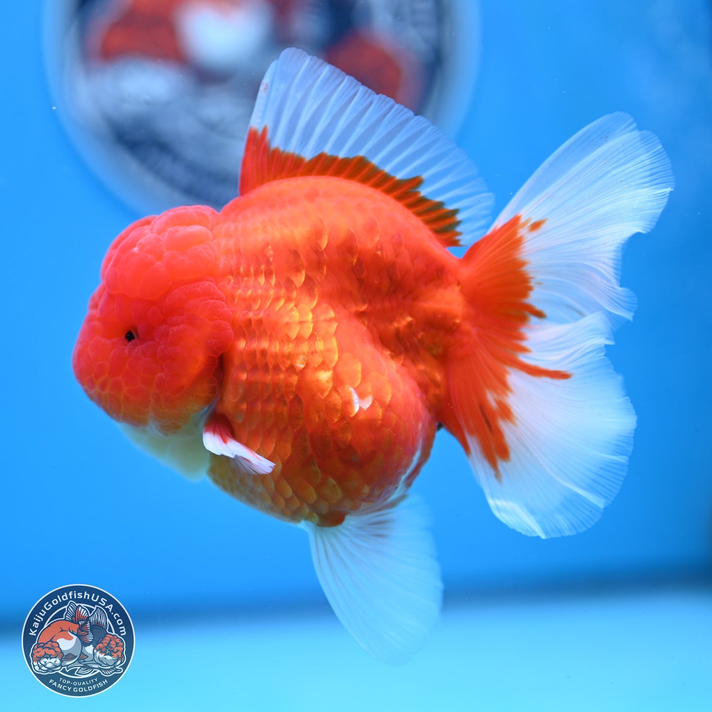 Gold Coin Oranda 3.5 inches Body - Female (250214_OR022)