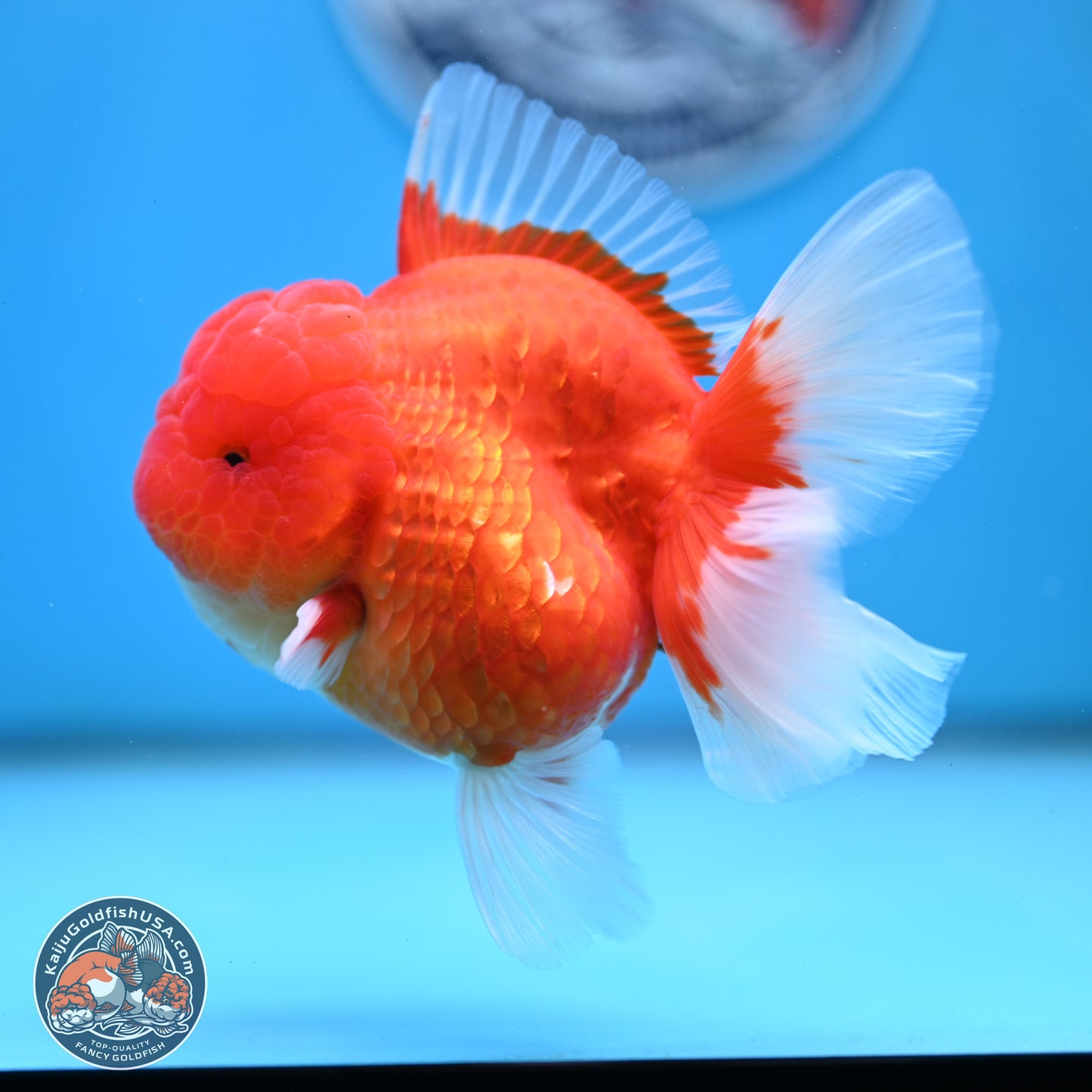 Gold Coin Oranda 3.5 inches Body - Female (250214_OR022)