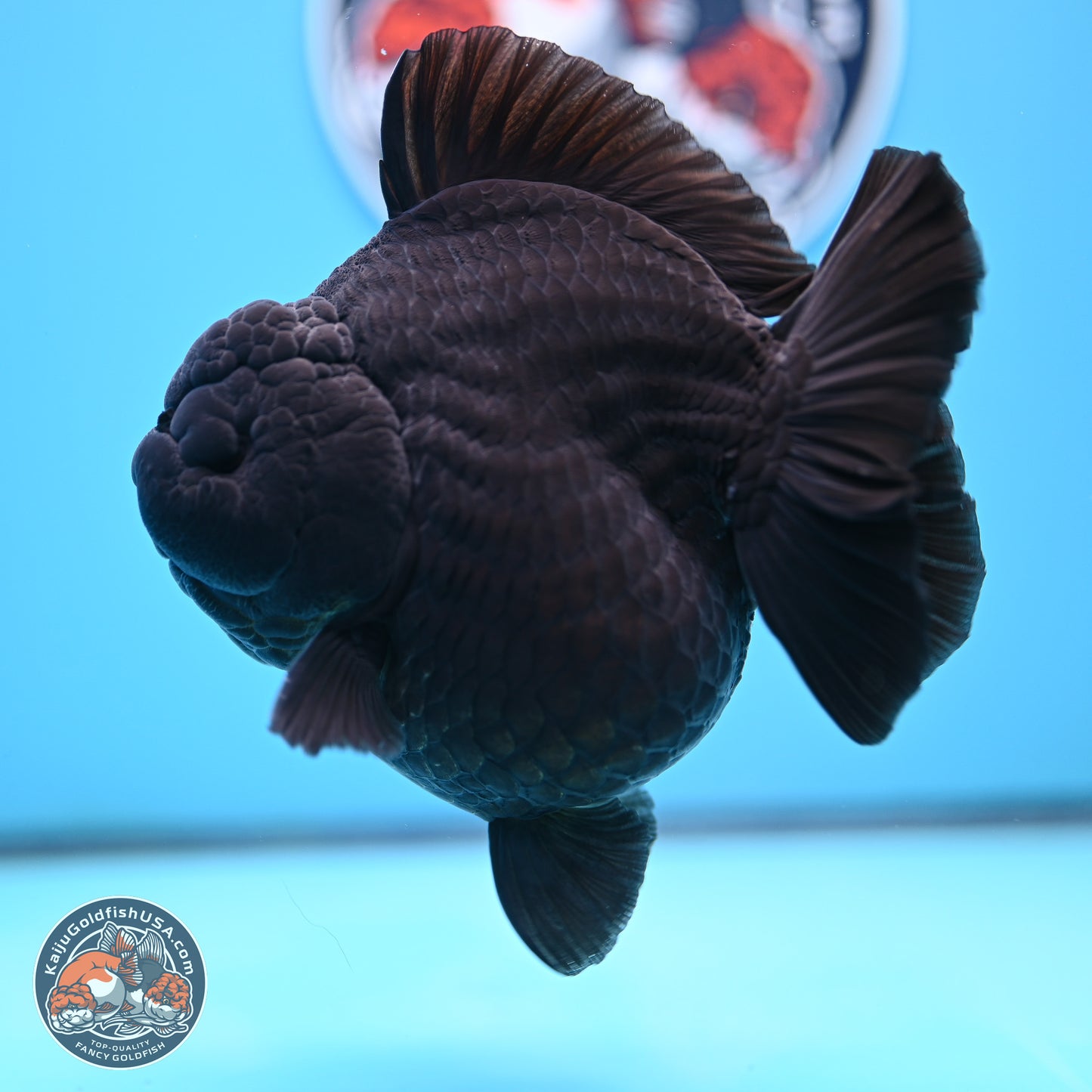 Jumbo Shogun Godzilla Jet Black Oranda 5 inches Body - Female (250207_OR22)