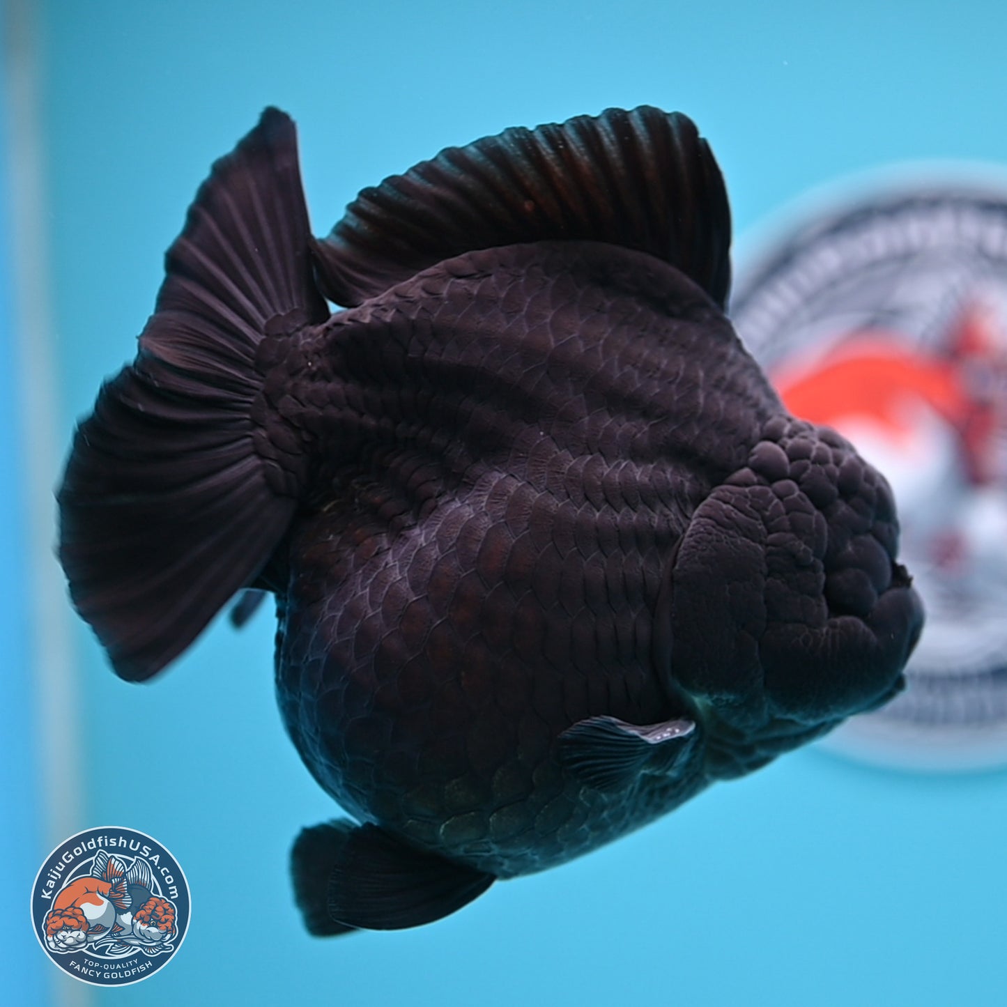 Jumbo Shogun Godzilla Jet Black Oranda 5 inches Body - Female (250207_OR22)
