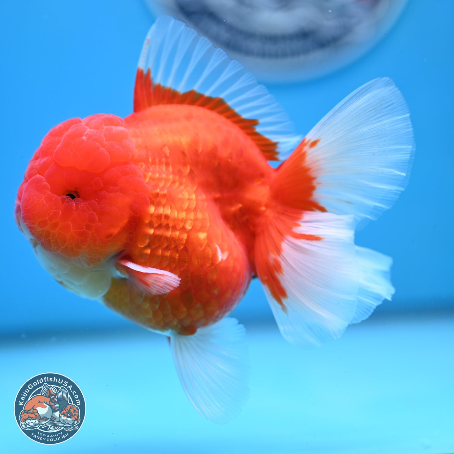 Gold Coin Oranda 3.5 inches Body - Female (250214_OR022)