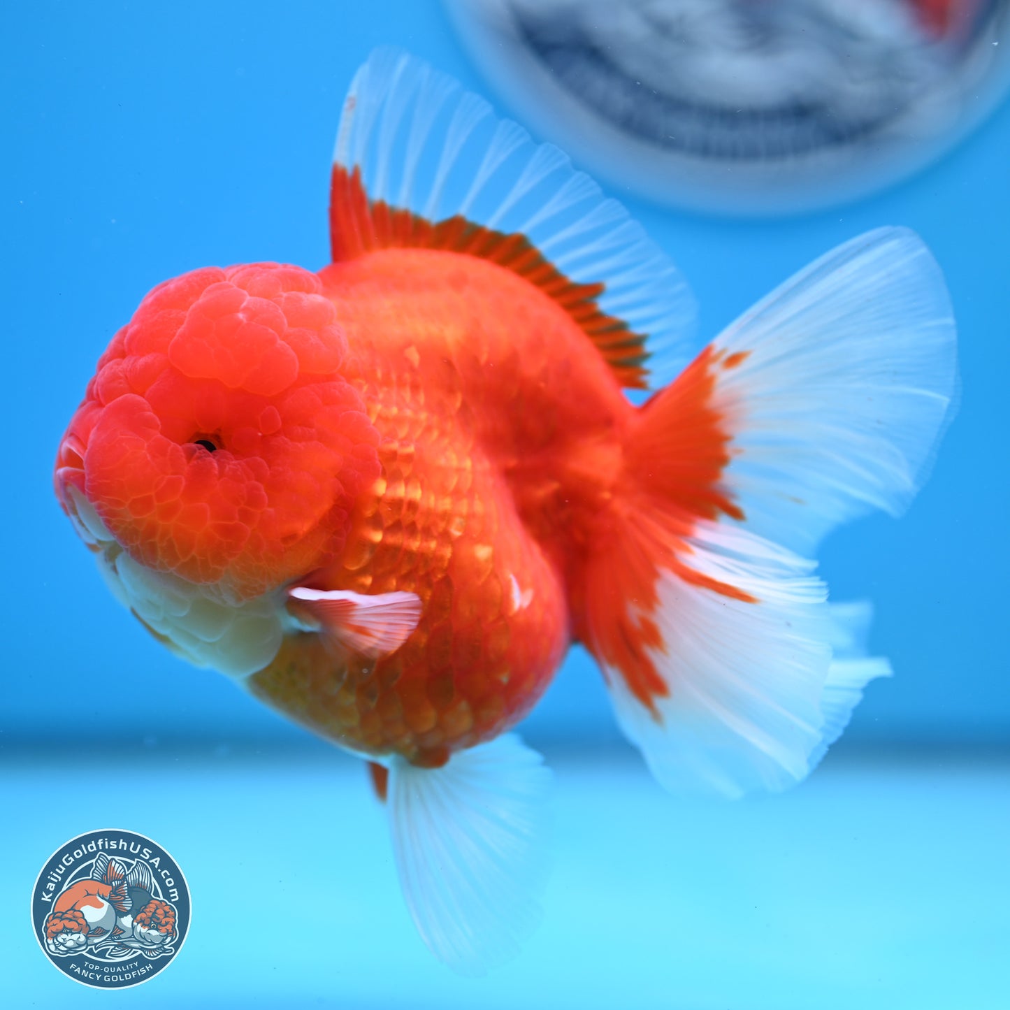 Gold Coin Oranda 3.5 inches Body - Female (250214_OR022)