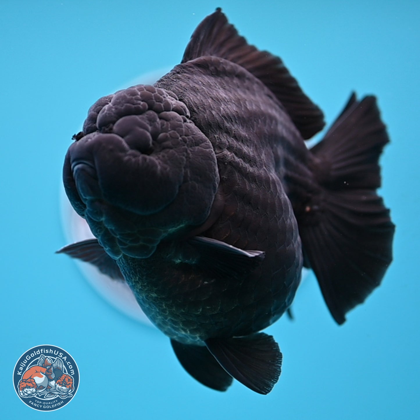 Jumbo Shogun Godzilla Jet Black Oranda 5 inches Body - Female (250207_OR22)