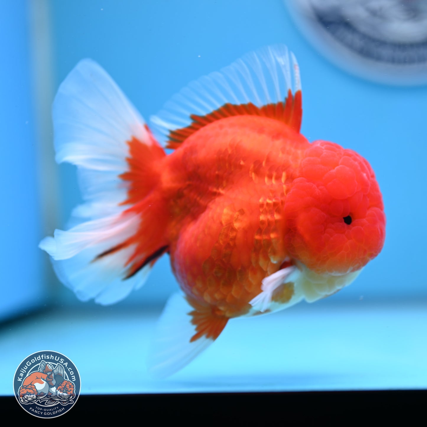 Gold Coin Oranda 3.5 inches Body - Female (250214_OR022)