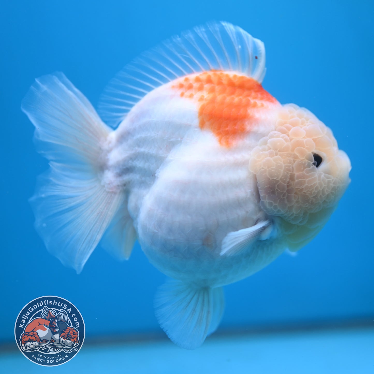 Jumbo Shogun Jade Head Sakura Oranda 5 inch Body (250822_OR22)