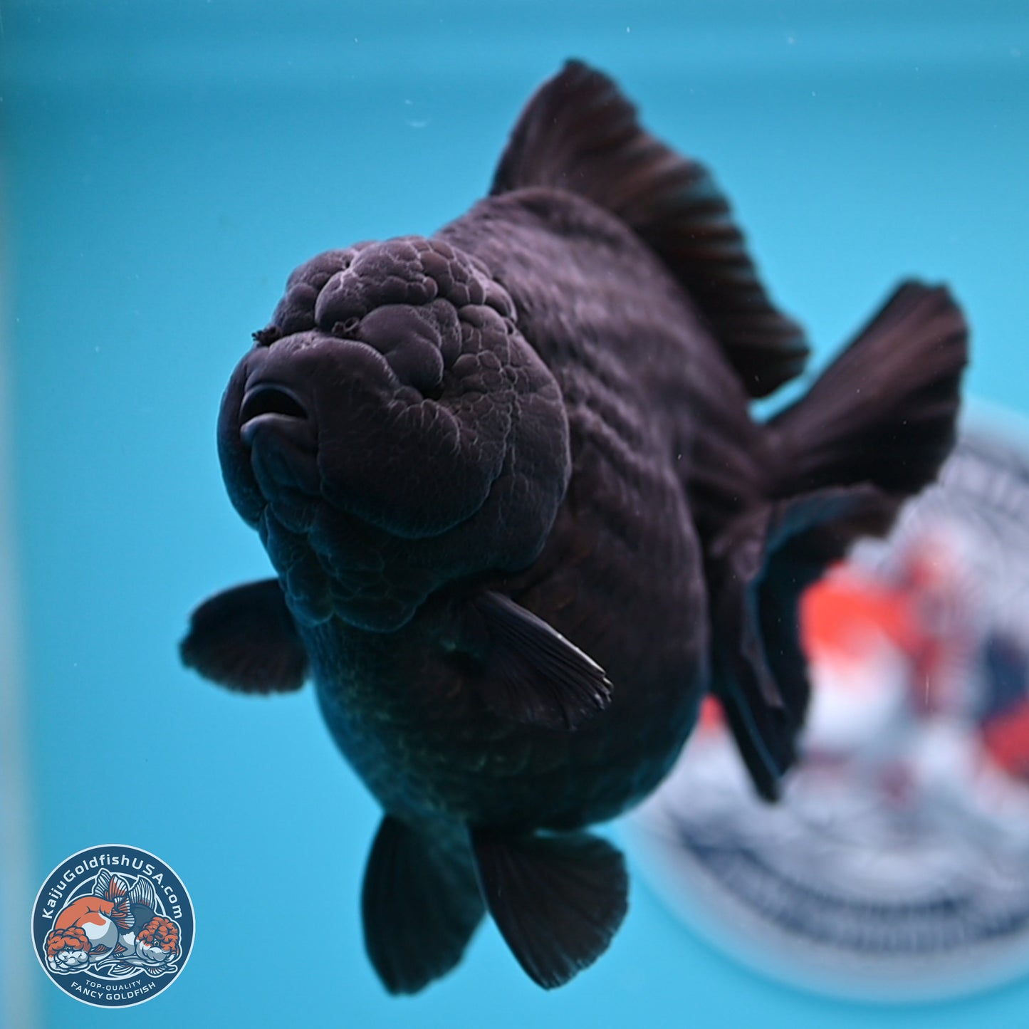 Jumbo Shogun Godzilla Jet Black Oranda 5 inches Body - Female (250207_OR22)
