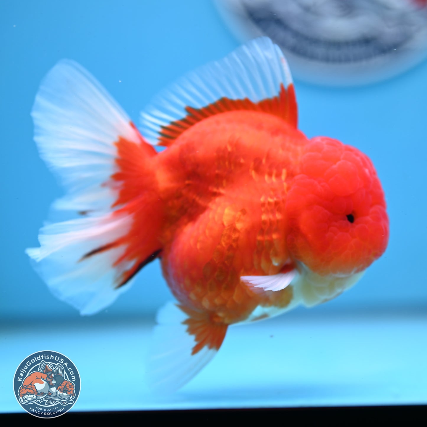 Gold Coin Oranda 3.5 inches Body - Female (250214_OR022)