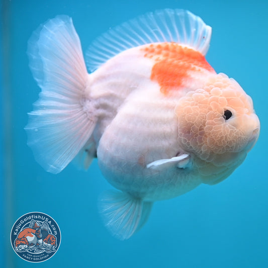 Jumbo Shogun Jade Head Sakura Oranda 5 inch Body (250822_OR22)