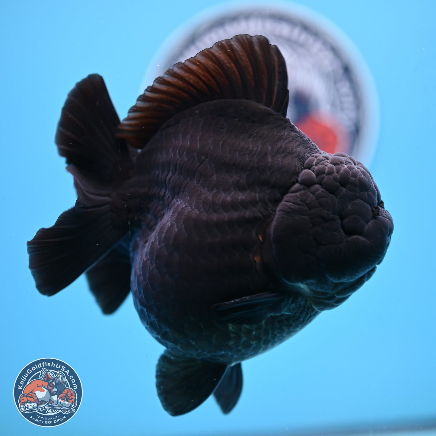Jumbo Shogun Godzilla Jet Black Oranda 5 inches Body - Female (250207_OR22)