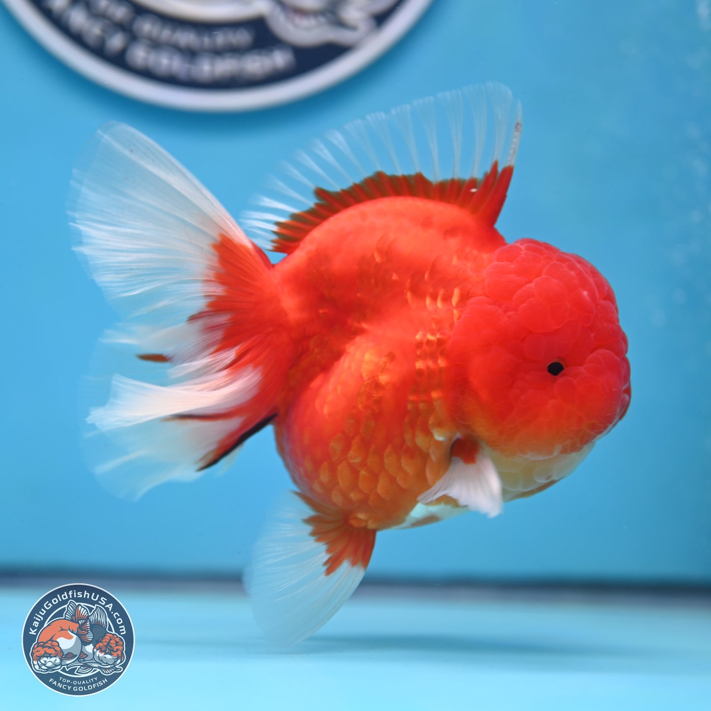 Gold Coin Oranda 3.5 inches Body - Female (250214_OR022)