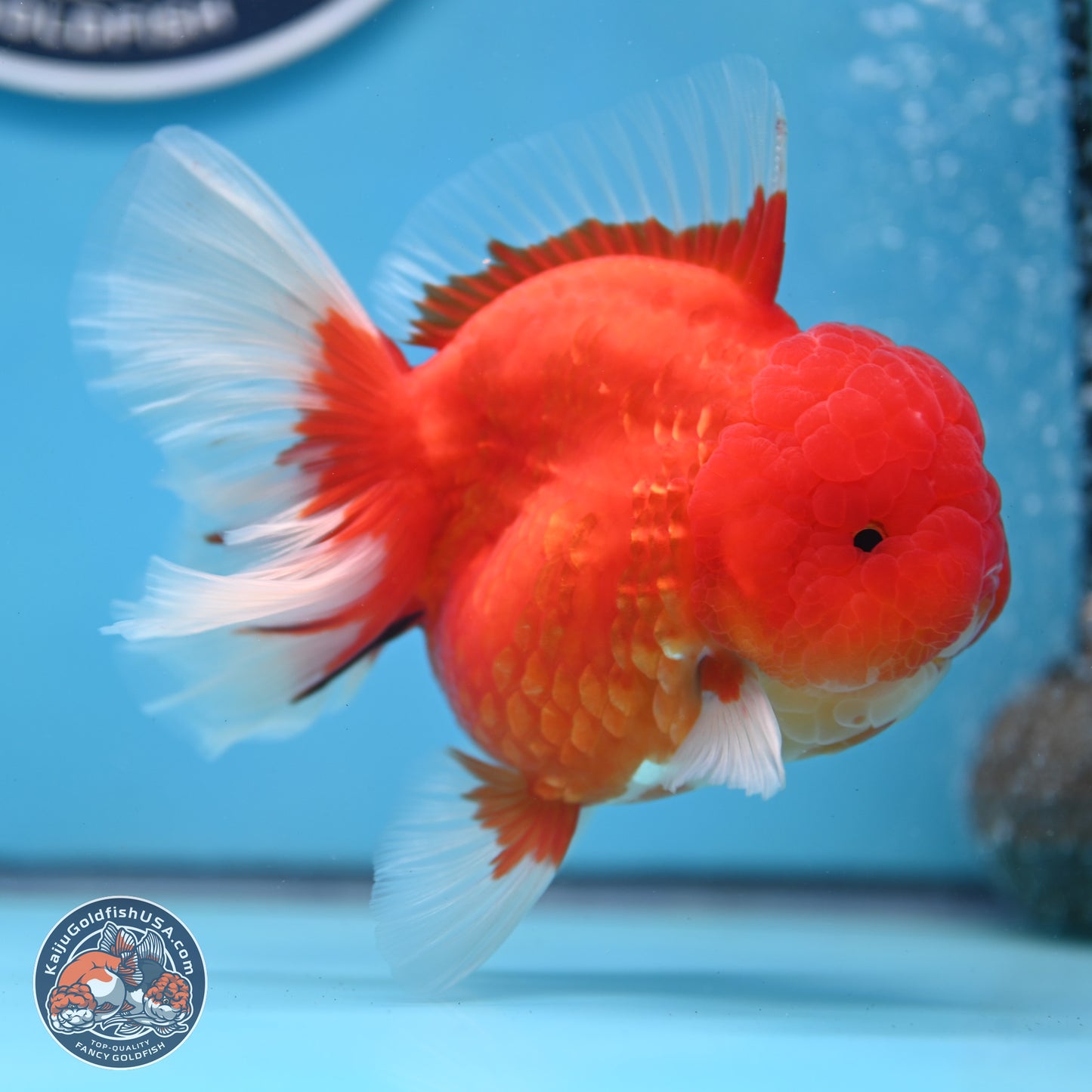 Gold Coin Oranda 3.5 inches Body - Female (250214_OR022)