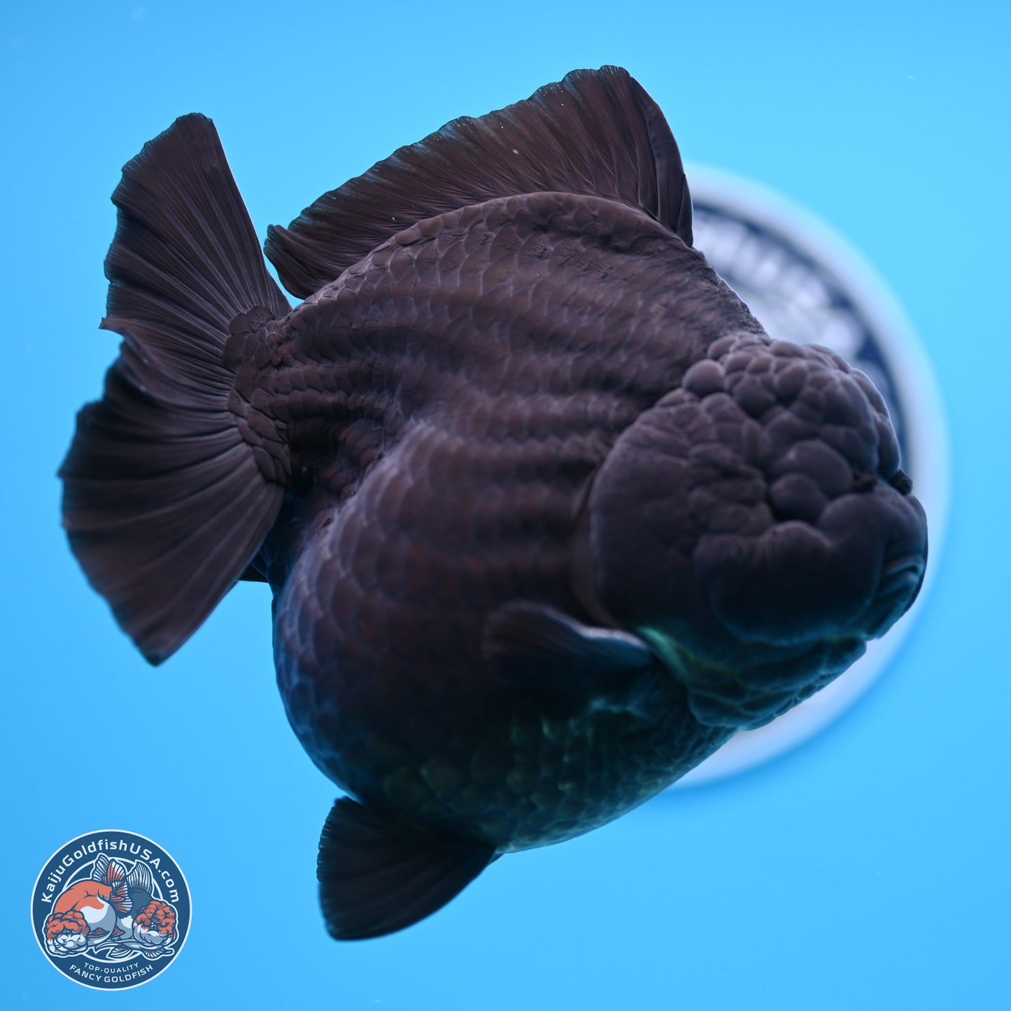 Jumbo Shogun Godzilla Jet Black Oranda 5 inches Body - Female (250207_OR22)