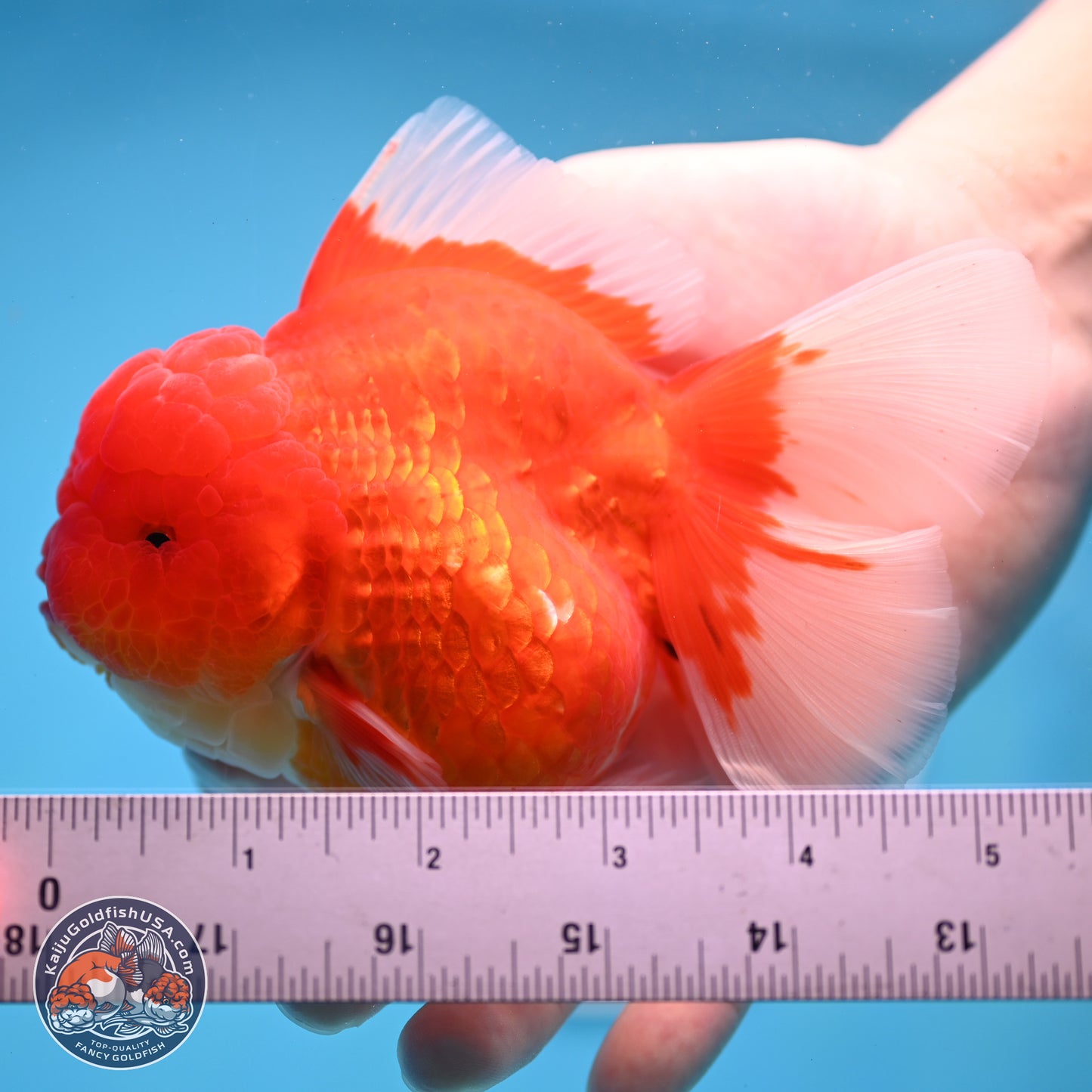 Gold Coin Oranda 3.5 inches Body - Female (250214_OR022)