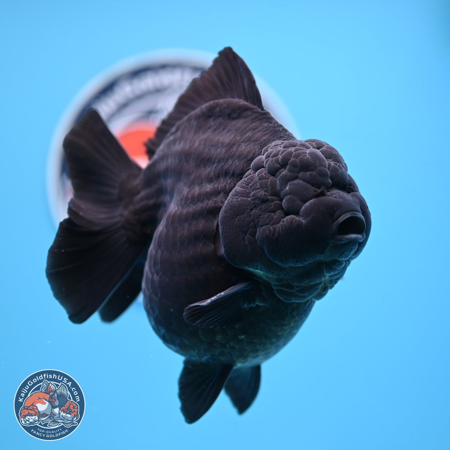 Jumbo Shogun Godzilla Jet Black Oranda 5 inches Body - Female (250207_OR22)