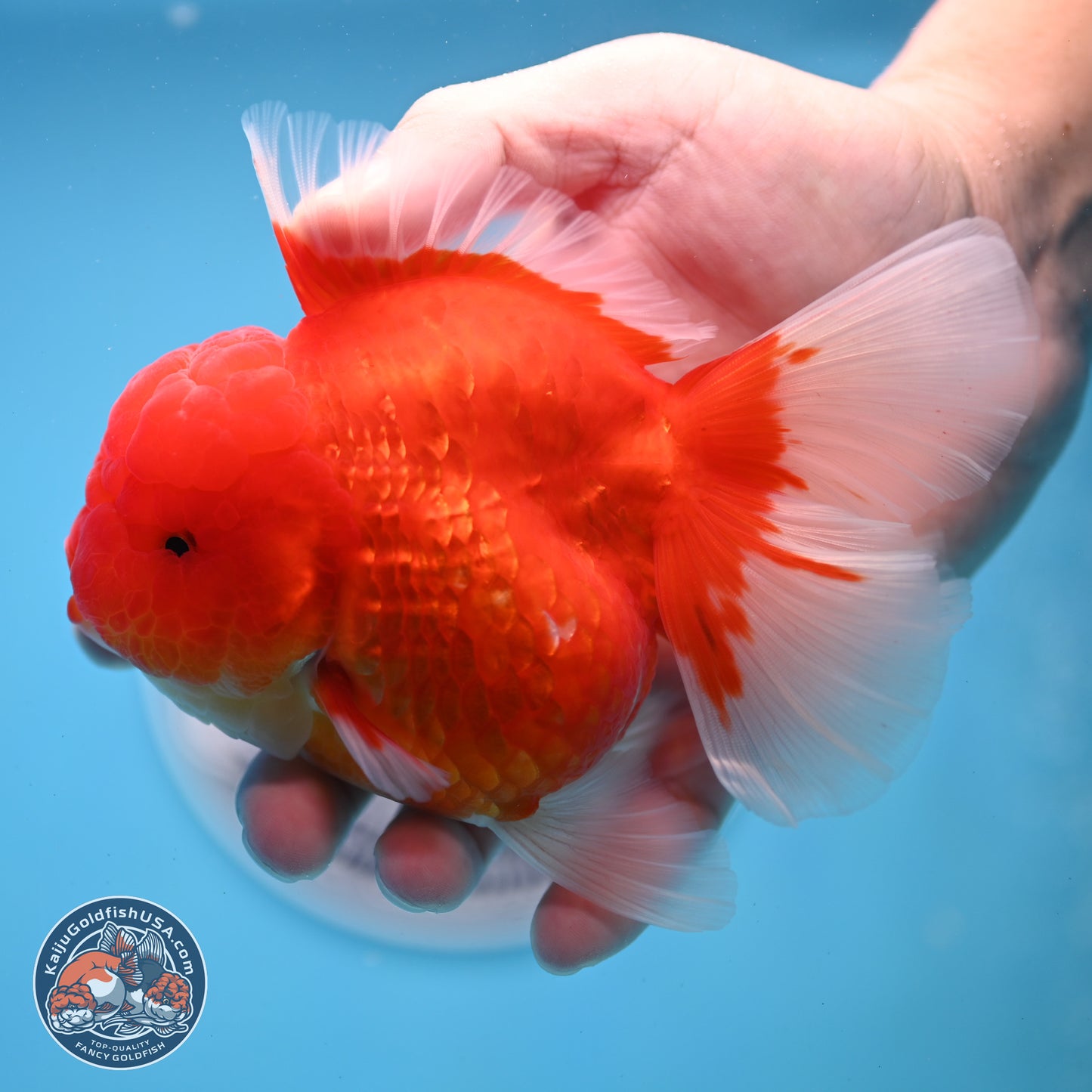 Gold Coin Oranda 3.5 inches Body - Female (250214_OR022)