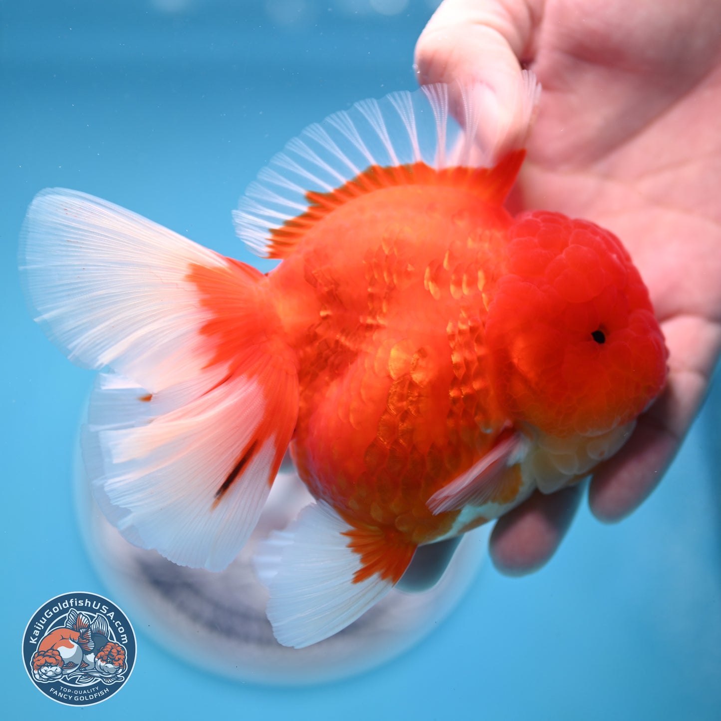 Gold Coin Oranda 3.5 inches Body - Female (250214_OR022)