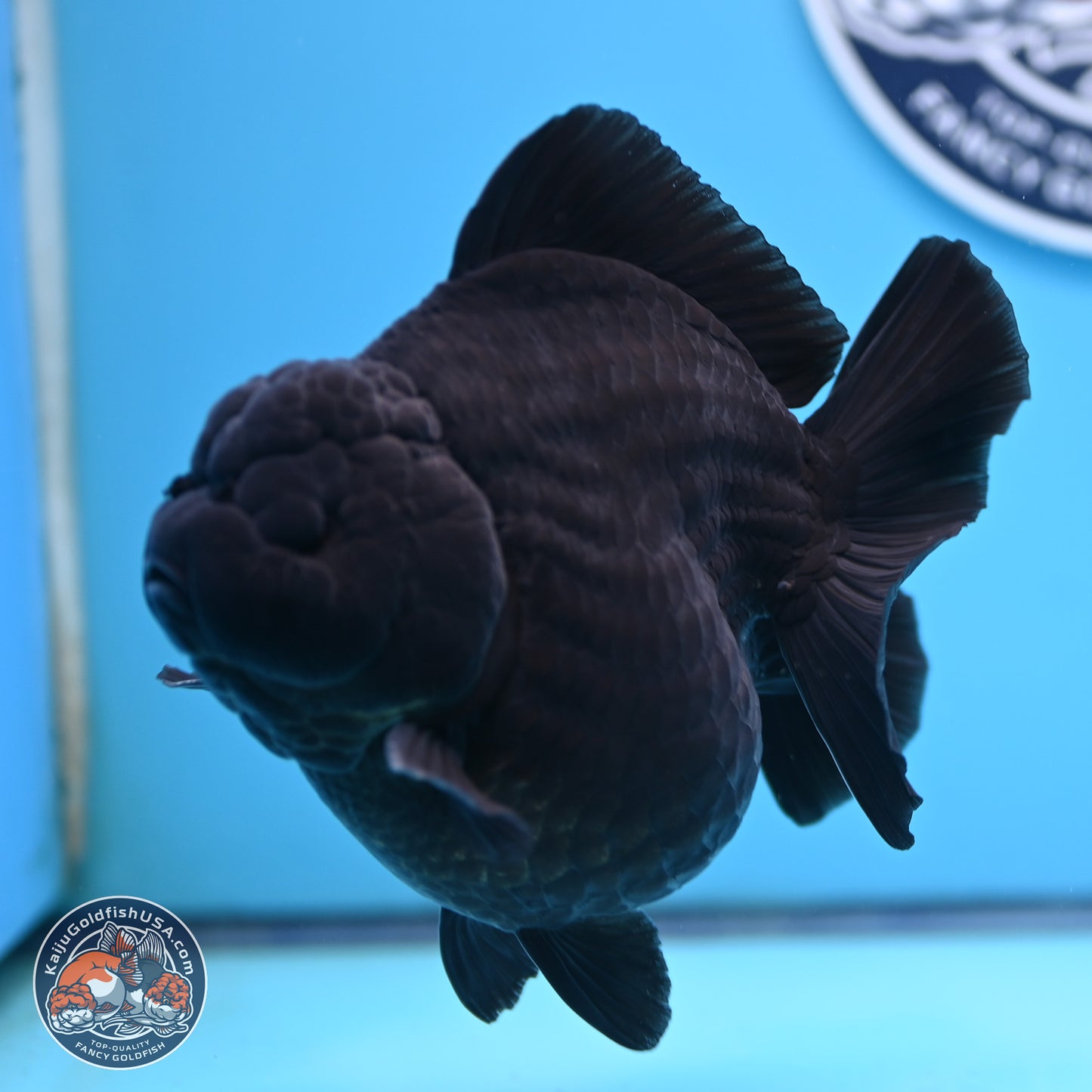 Jumbo Shogun Godzilla Jet Black Oranda 5 inches Body - Female (250207_OR22)